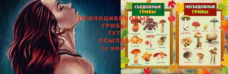 Галлюциногенные грибы Psilocybe  где продают наркотики  кракен ТОР  Аткарск 